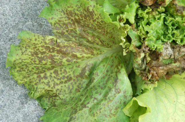 How to grow cauliflower in the open ground