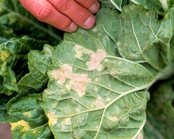 How to grow cauliflower in the open ground