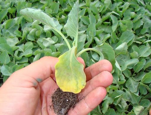 How to grow cauliflower in the open ground