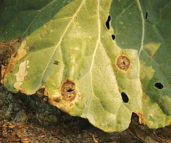 How to grow cauliflower in the open ground