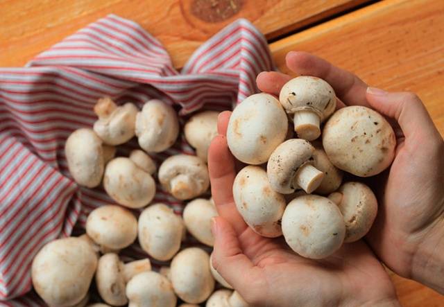 How to grow champignons at home in bags