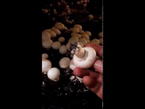 How to grow champignons at home in bags