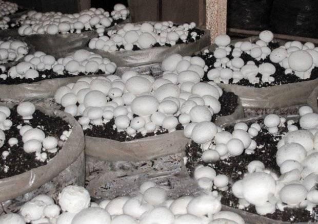 How to grow champignons at home in bags