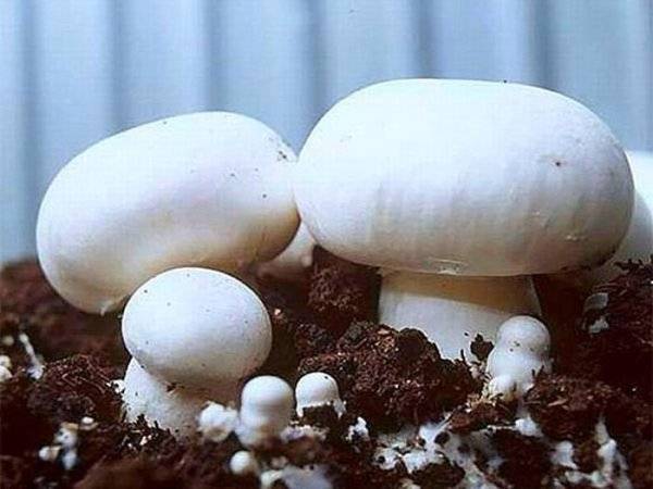 How to grow champignons at home in bags