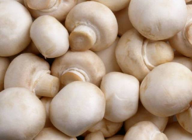 How to grow champignons at home in bags