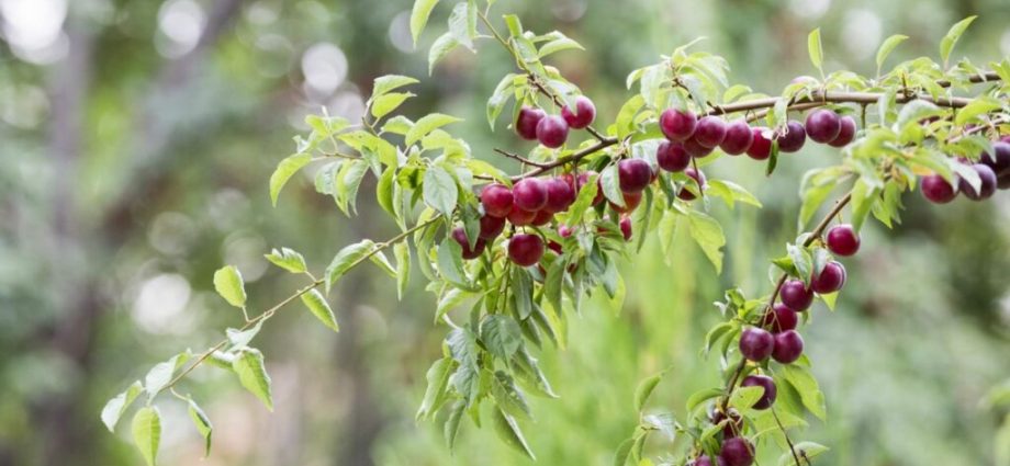 How to grow cherry plum: care and ripening of fruits