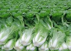 How to grow Chinese cabbage