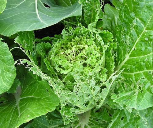 How to grow Chinese cabbage