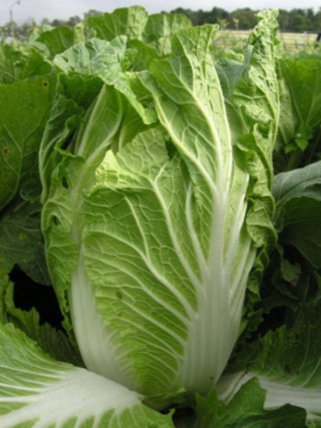 How to grow Chinese cabbage