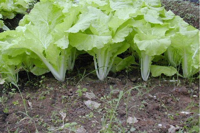 How to grow Chinese cabbage