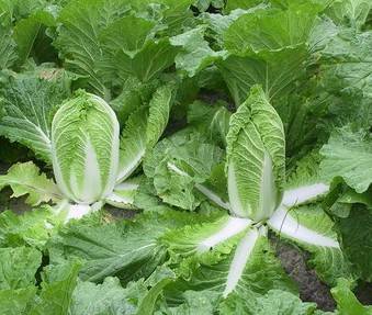 How to grow Chinese cabbage