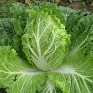 How to grow Chinese cabbage