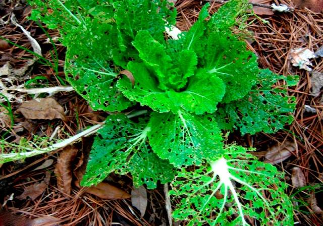 How to grow Chinese cabbage