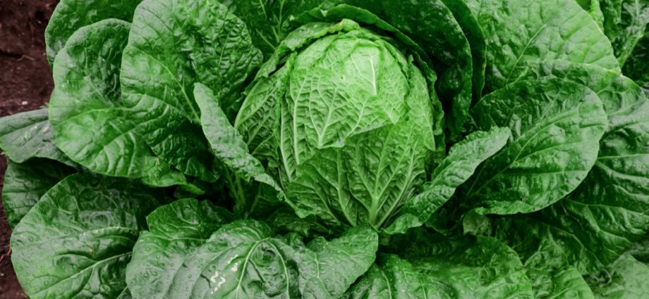 How to grow Chinese cabbage