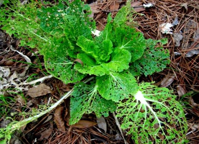 How to grow Chinese cabbage in the Urals