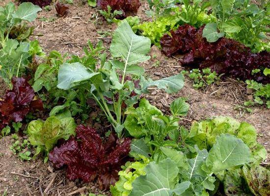 How to grow Chinese cabbage in the Urals