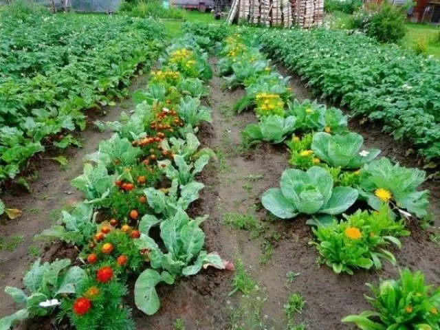 How to grow Chinese cabbage in the Urals