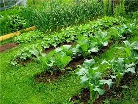 How to grow Chinese cabbage in the Urals