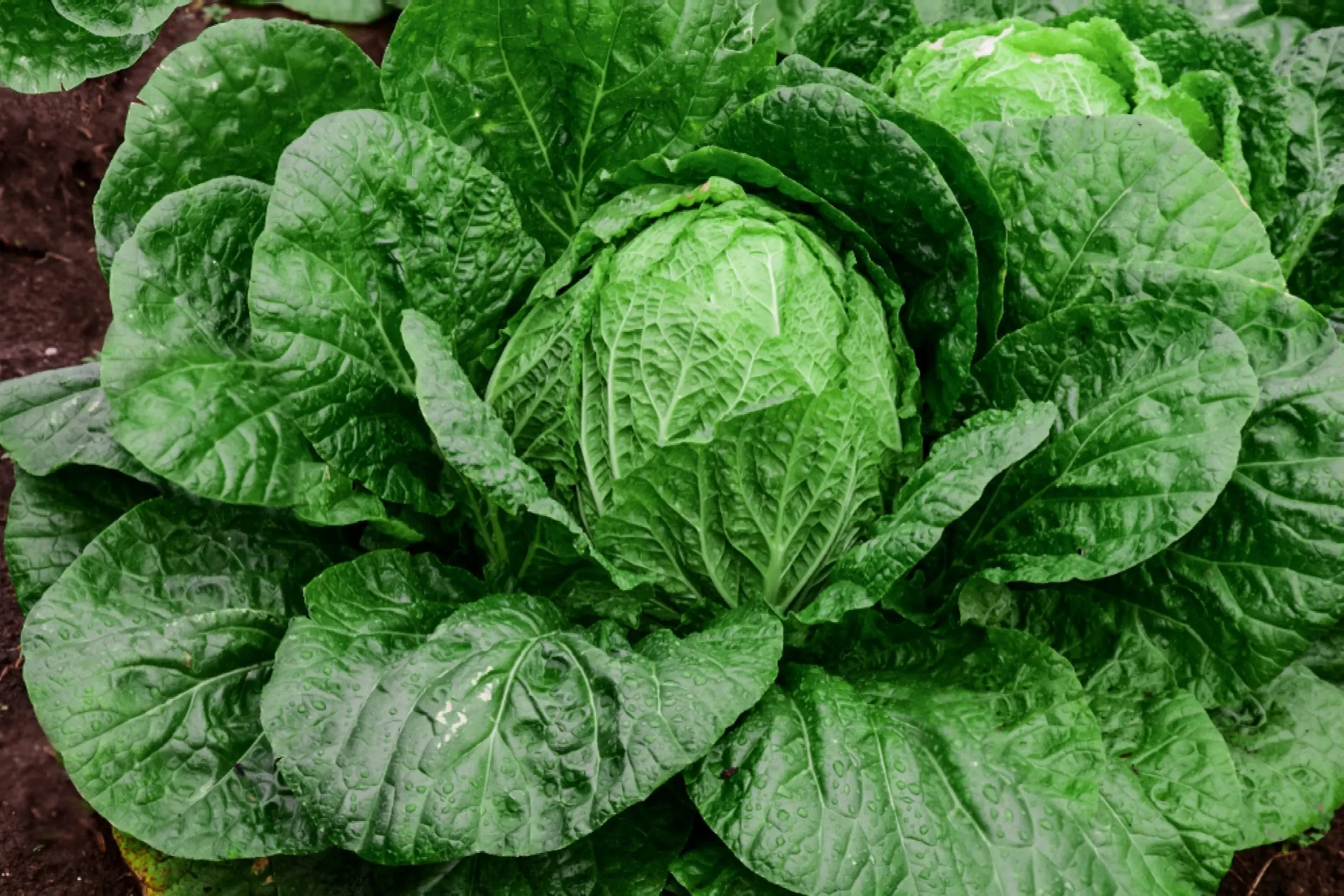 How to grow Chinese cabbage