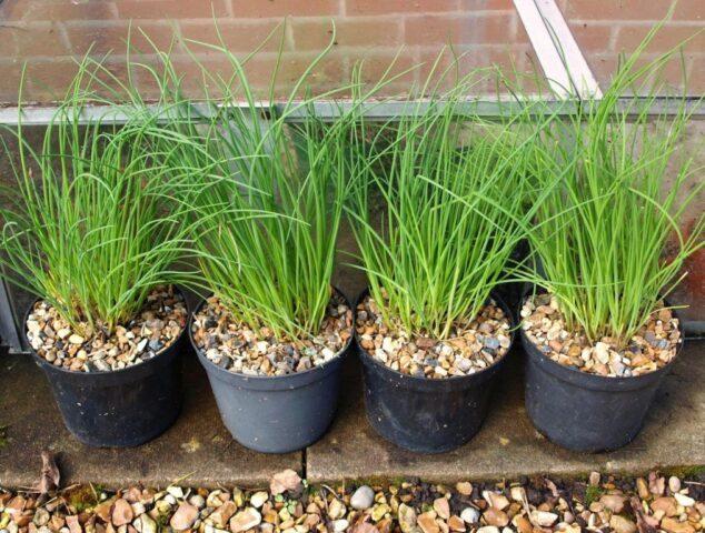 How to grow chives from seed on a windowsill