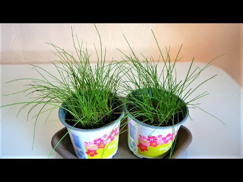 How to grow chives from seed on a windowsill