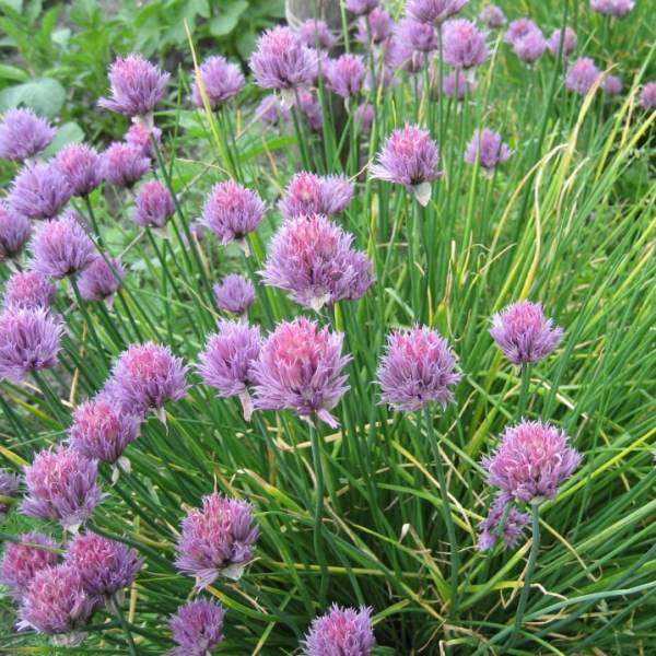 How to grow chives from seed on a windowsill