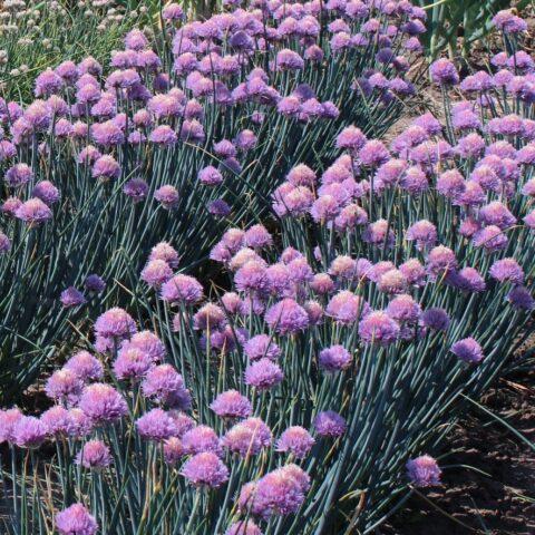 How to grow chives from seed on a windowsill