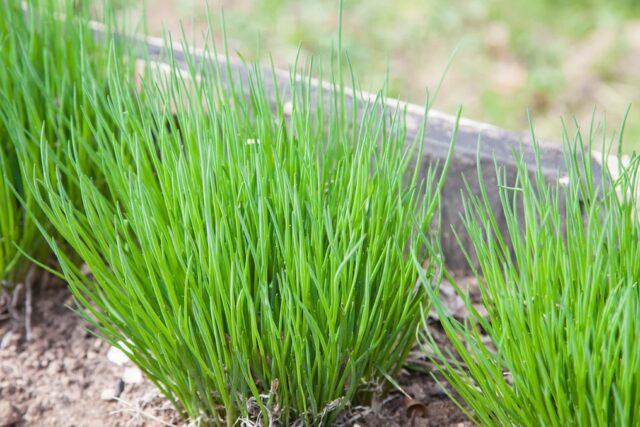 How to grow chives from seed on a windowsill