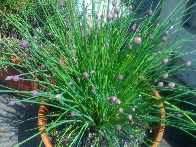 How to grow chives from seed on a windowsill