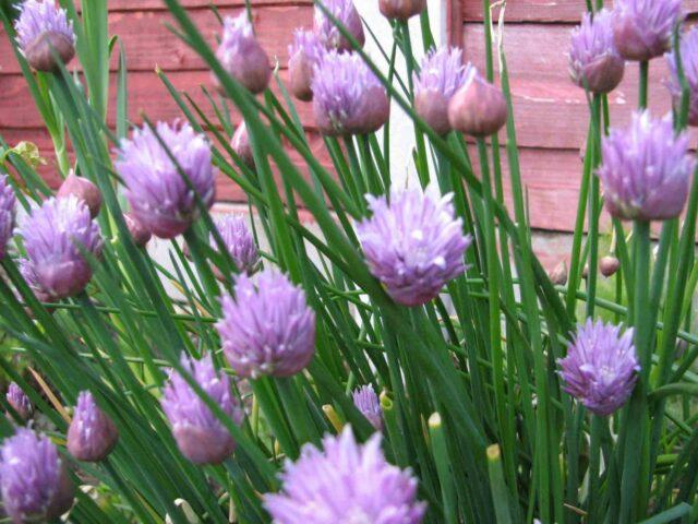 How to grow chives from seed on a windowsill