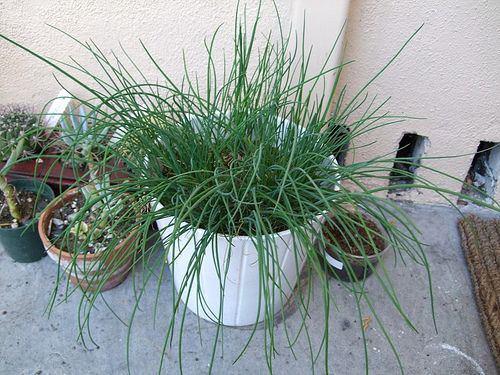 How to grow chives from seed on a windowsill