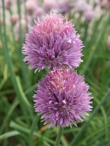 How to grow chives from seed on a windowsill