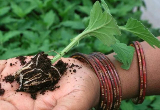 How to grow chrysanthemum from seeds at home