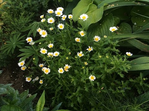 How to grow chrysanthemum from seeds at home