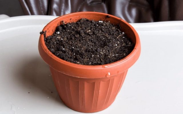 How to grow cilantro on a windowsill