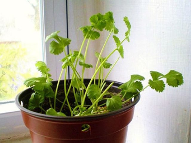 How to grow cilantro on a windowsill