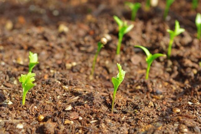 How to grow cilantro on a windowsill