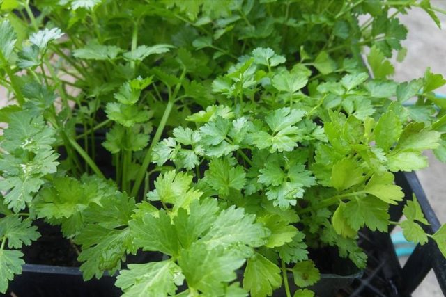 How to grow cilantro on a windowsill