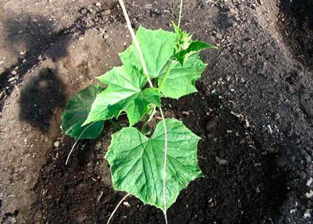 How to grow cucumber seedlings 