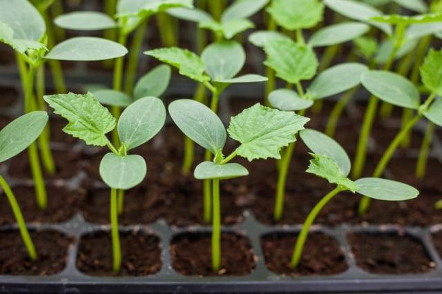 How to grow cucumber seedlings 