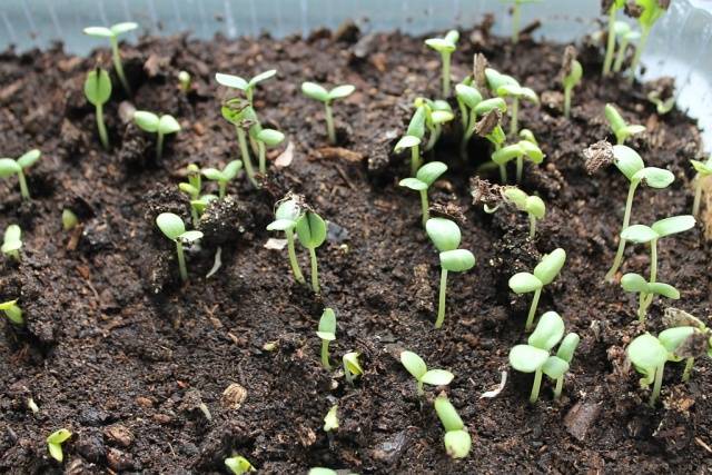 How to grow cucumber seedlings 