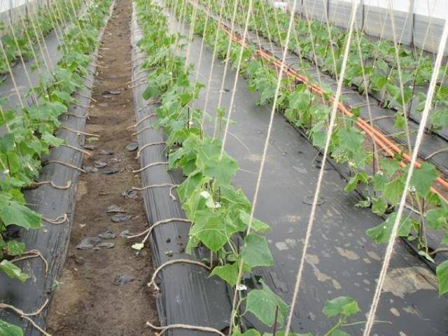 How to grow cucumber seedlings 