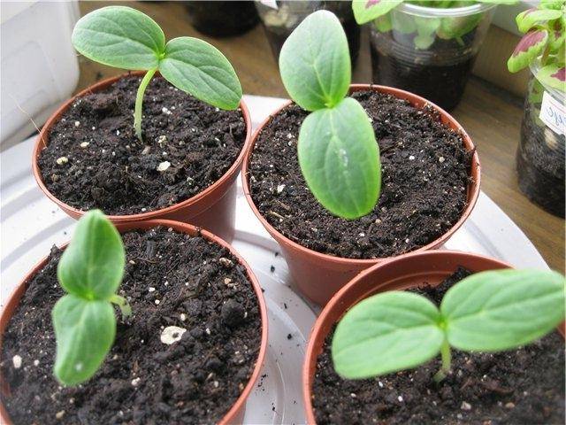 How to grow cucumber seedlings at home