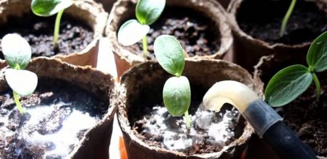 How to grow cucumber seedlings at home