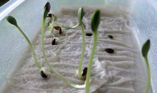 How to grow cucumber seedlings at home