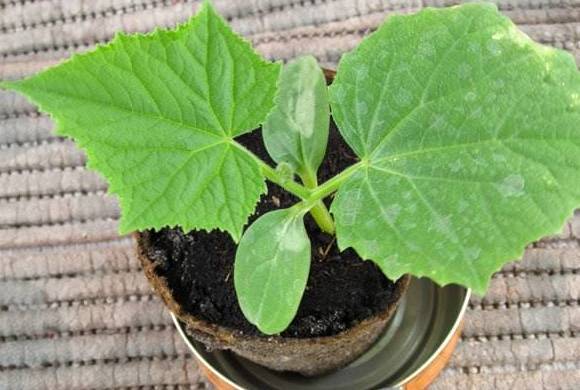 How to grow cucumber seedlings at home