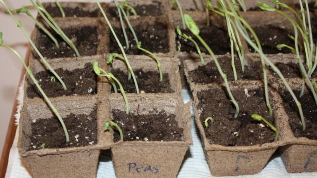 How to grow cucumber seedlings at home