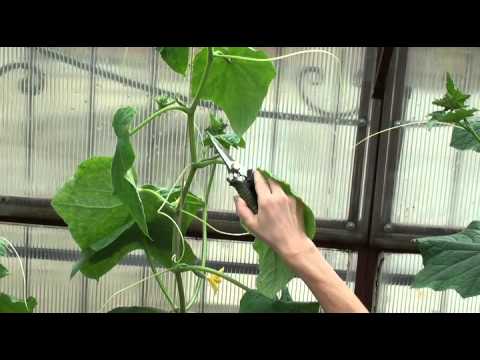 How to Grow Cucumbers in a Greenhouse: A Beginners Guide