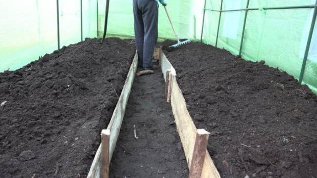 How to Grow Cucumbers in a Greenhouse: A Beginner&#8217;s Guide