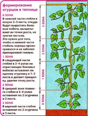 How to Grow Cucumbers in a Greenhouse: A Beginner&#8217;s Guide